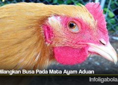 Cara Hilangkan Busa Pada Mata Ayam Aduan